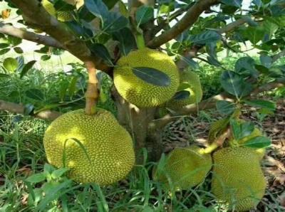 榴蓮樹